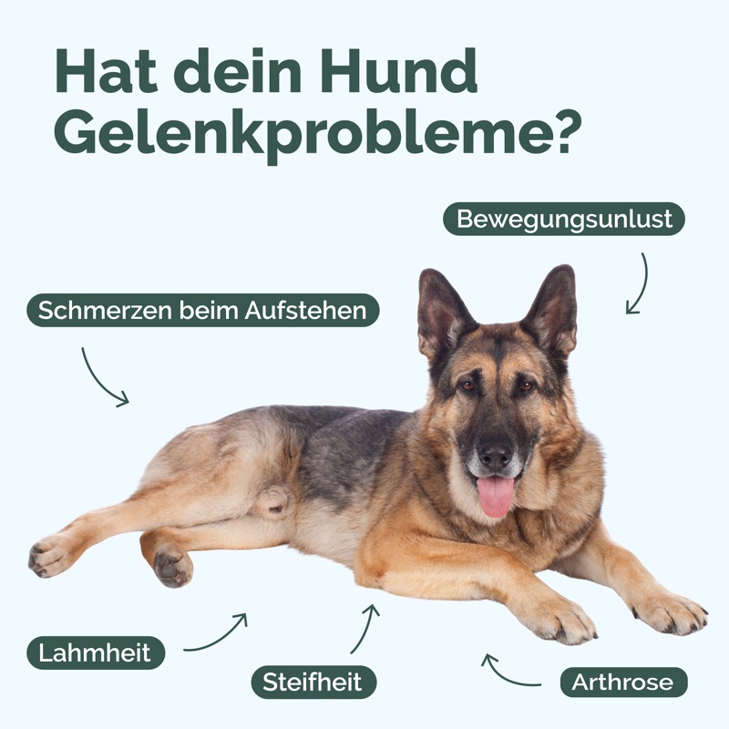 Hat dein Hund Gelenkprobleme? Anzeichen: Schmerzen beim Aufstehen, Steifheit, Lahmheit, Bewegungsunlust, Arthrose